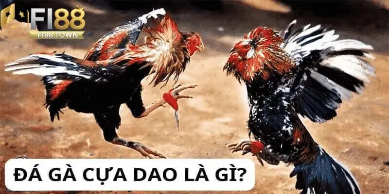 Đá gà cựa dao là gì?
