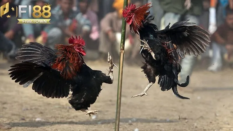 Hướng dẫn tham gia đá gà cựa dao chi tiết tại Fi88 