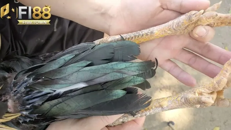 Kinh nghiệm xem vảy gà từ các cao thủ Fi88 